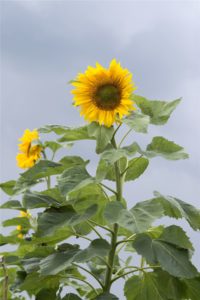 Six-foot-tall sunflowers happiness after grief